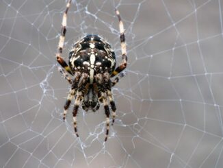 Pavouky nezabíjejte, ale z bytu je vyžeňte silnou vůní a vibracemi