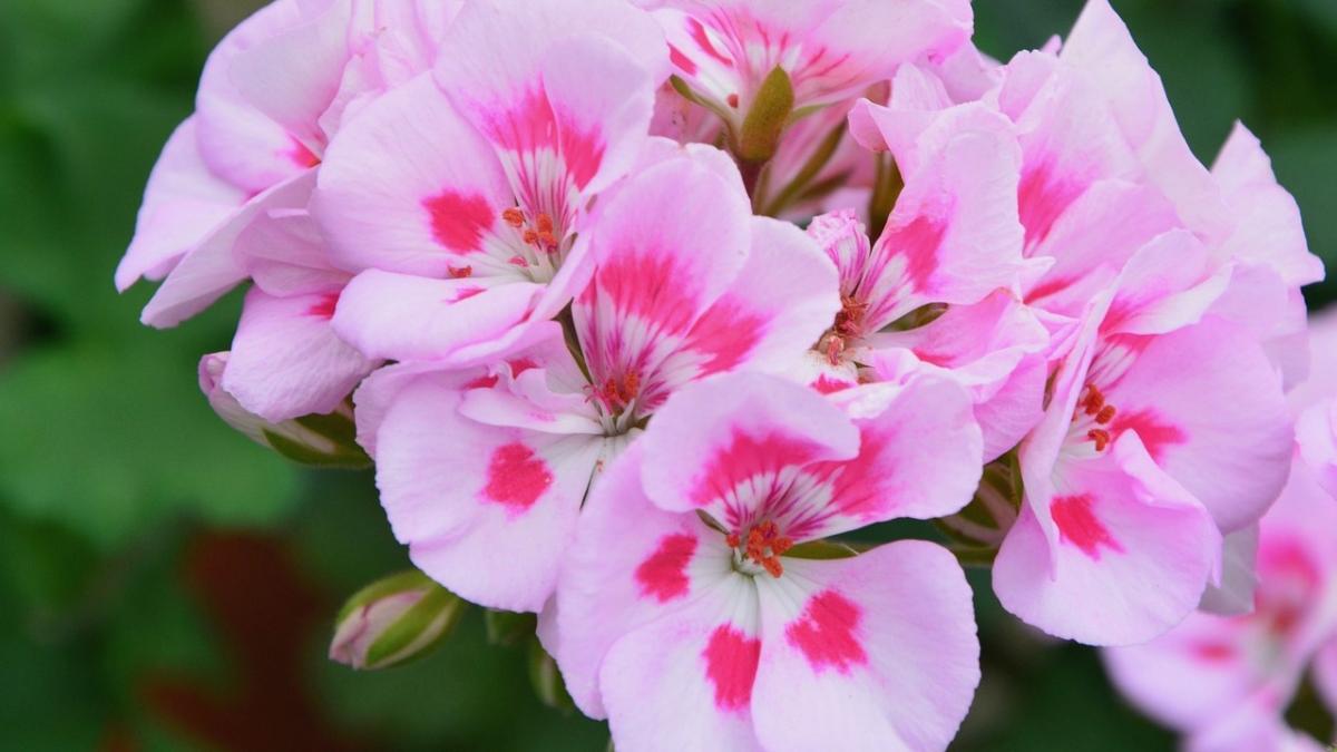 Pelargonie zazimujte, poslouží ještě několik let