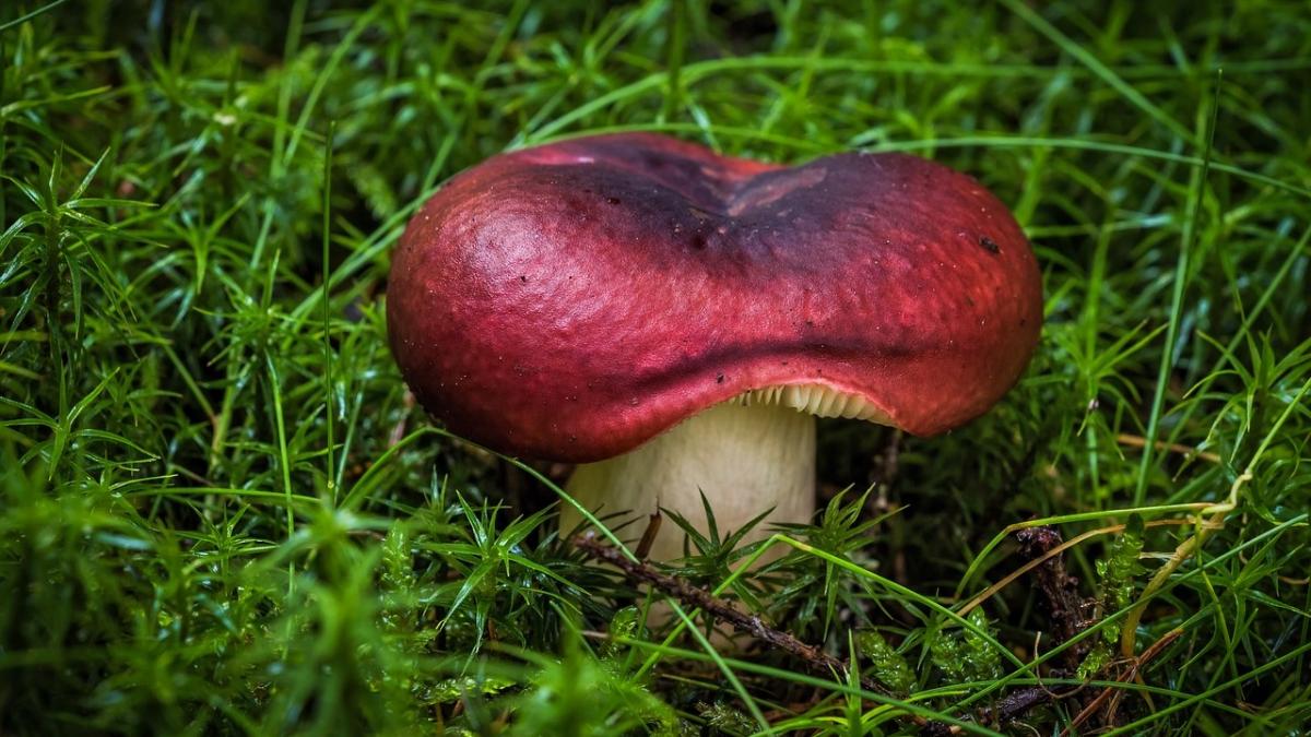 U malých plodnic nemusíte vždycky poznat, o co se jedná