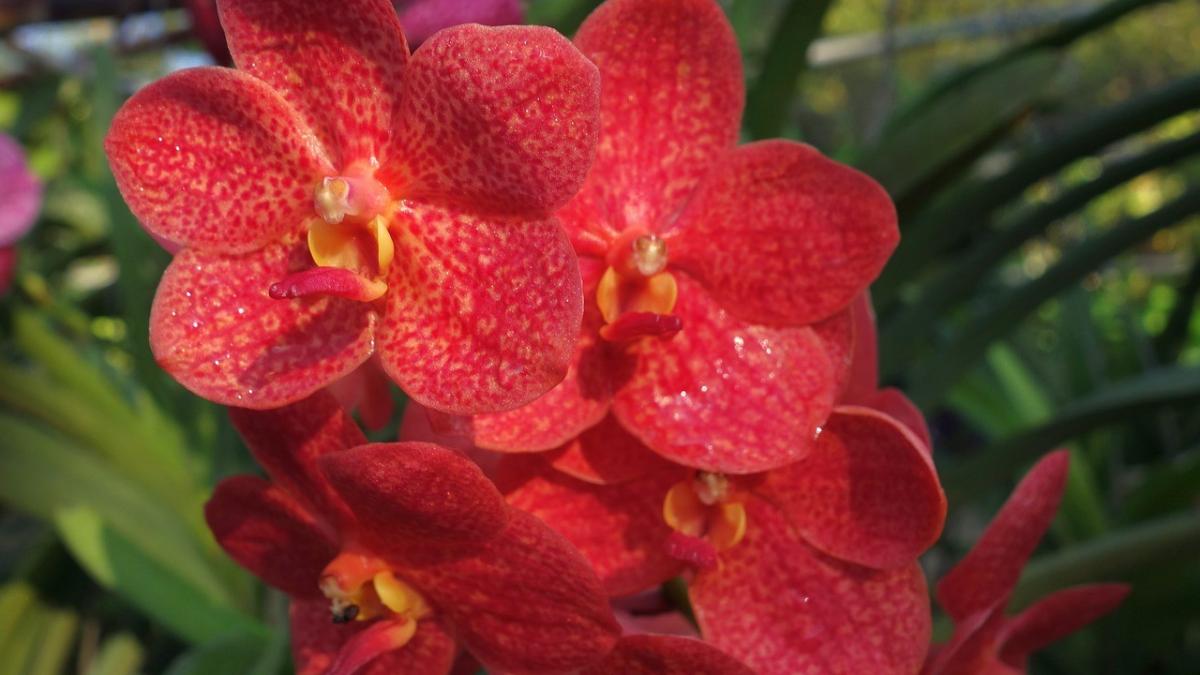 Orchidej patří k nejkrásnějším pokojovým rostlinám