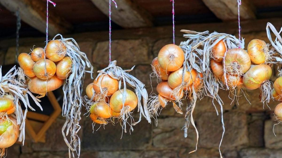 Před uskladněním nechte cibuli dobře vyschnout