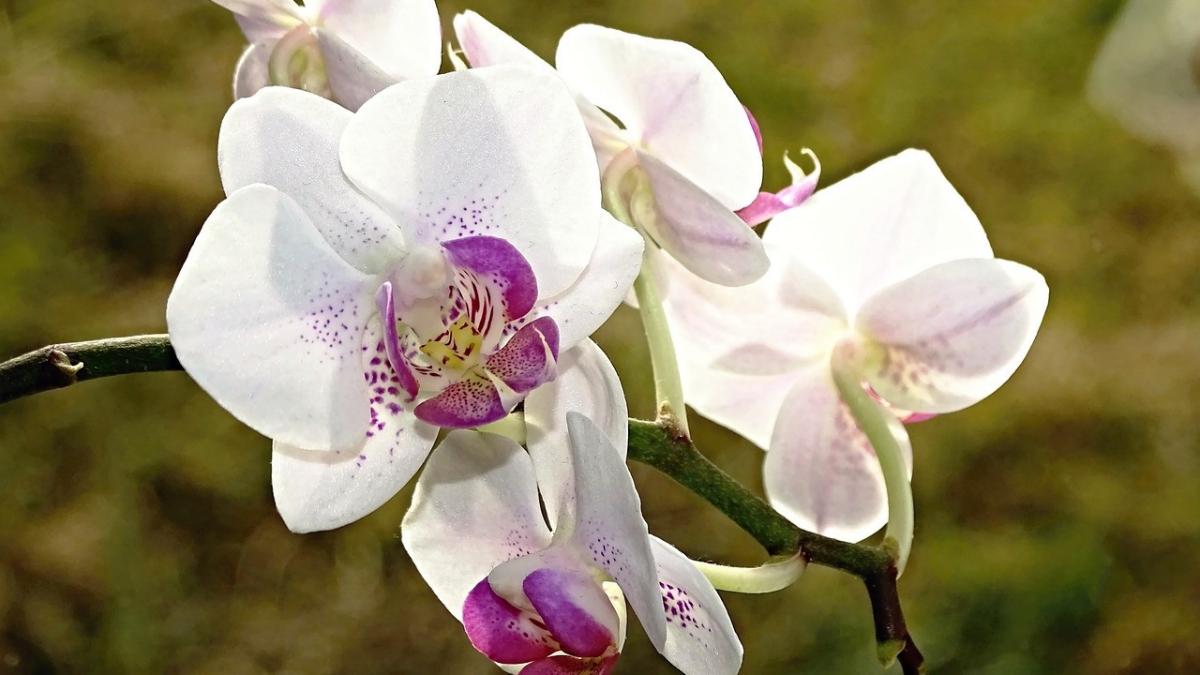 Při správné péči orchidej dlouho kvete