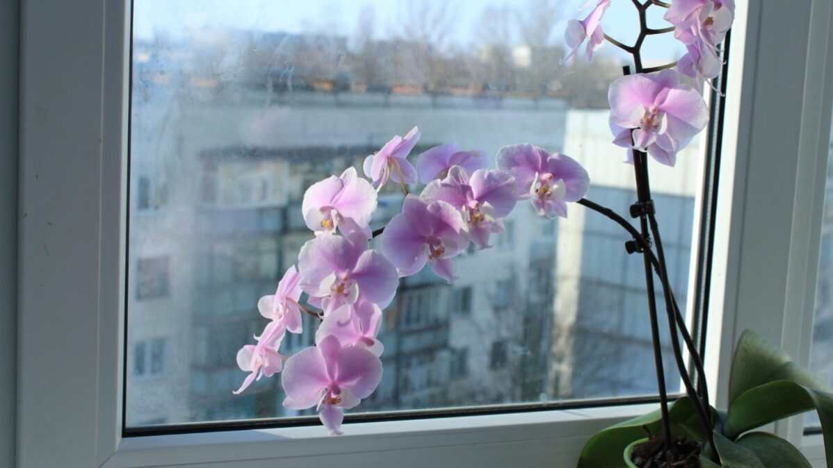 orchidej