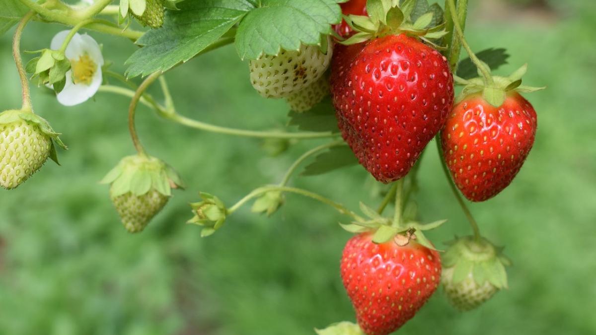 Cibuli můžete vysadit poblíž jahod, chrání je před plísní