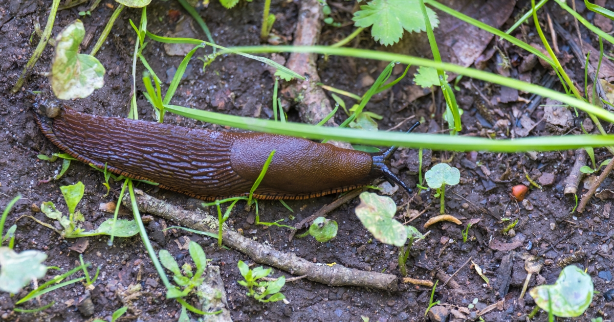 slimak