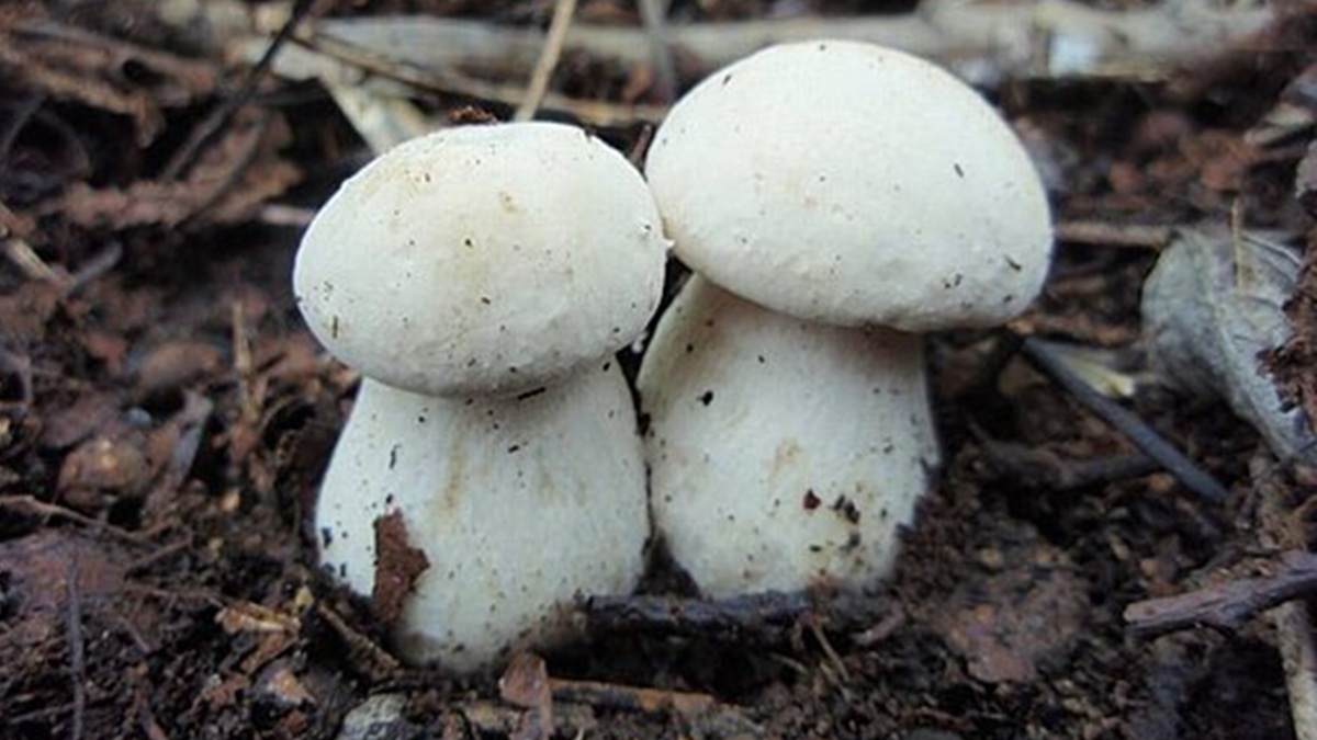 Obrázek k otázce 1