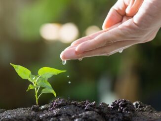 pěstování rostlin