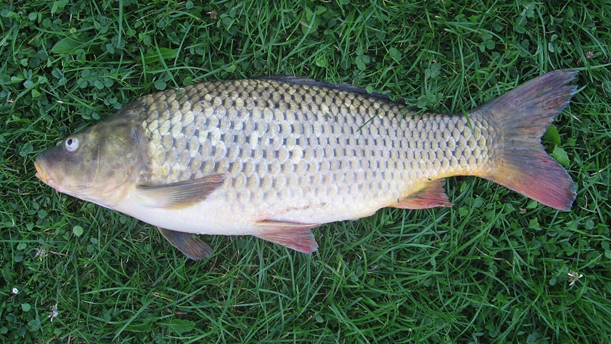 Obrázek k otázce 1